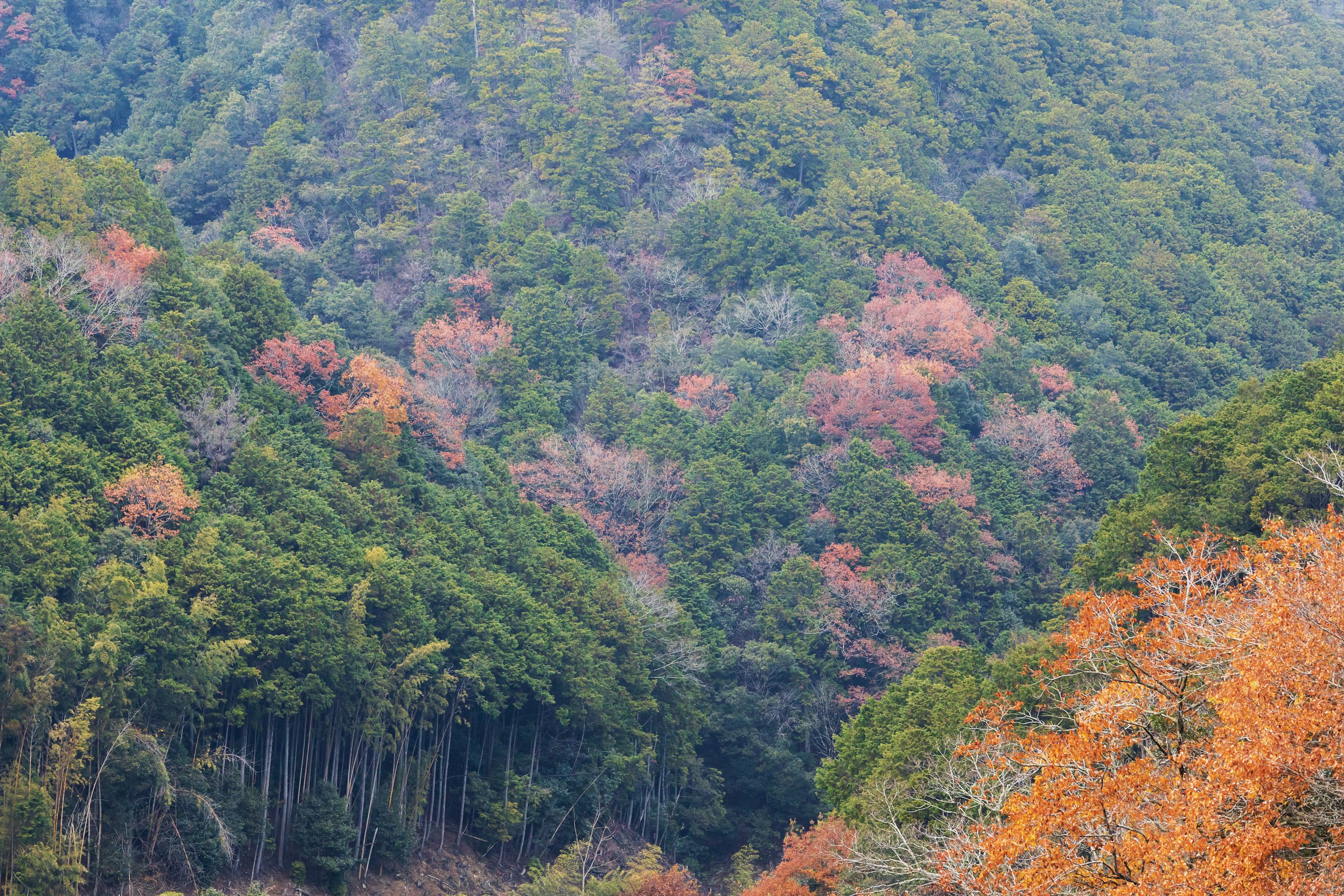 Mountain of autumn leaves